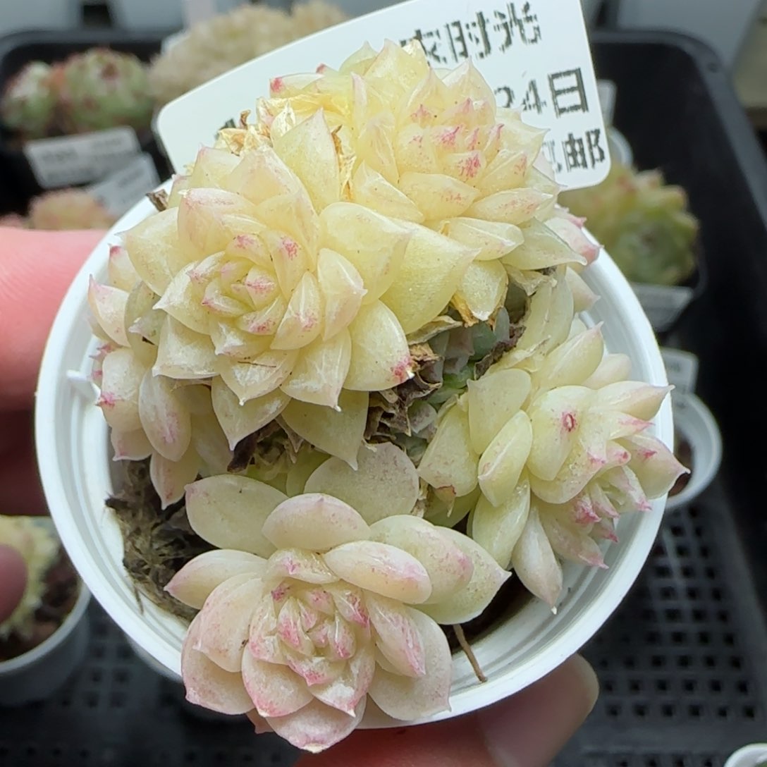 0124-145珠光麦秆