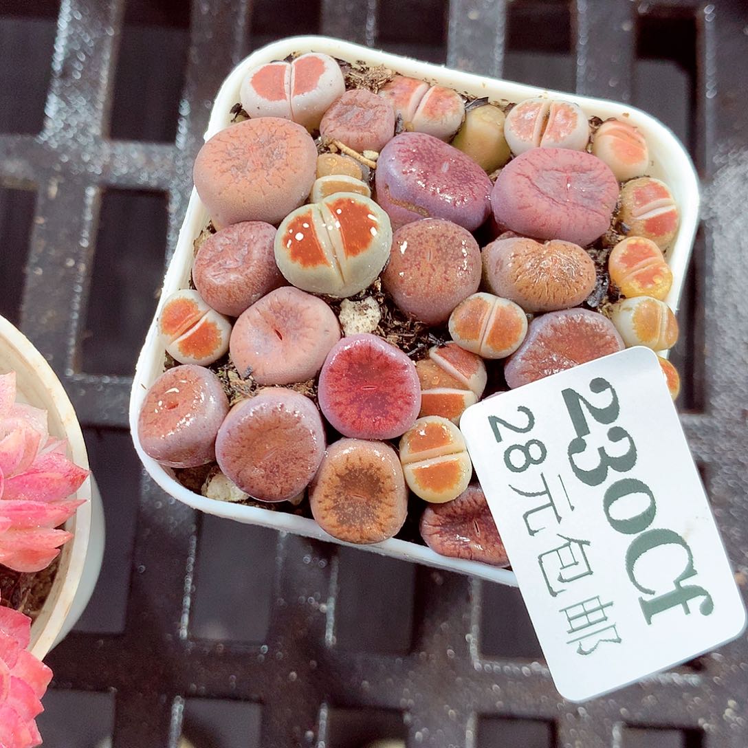 5厘米盆精控多肉230