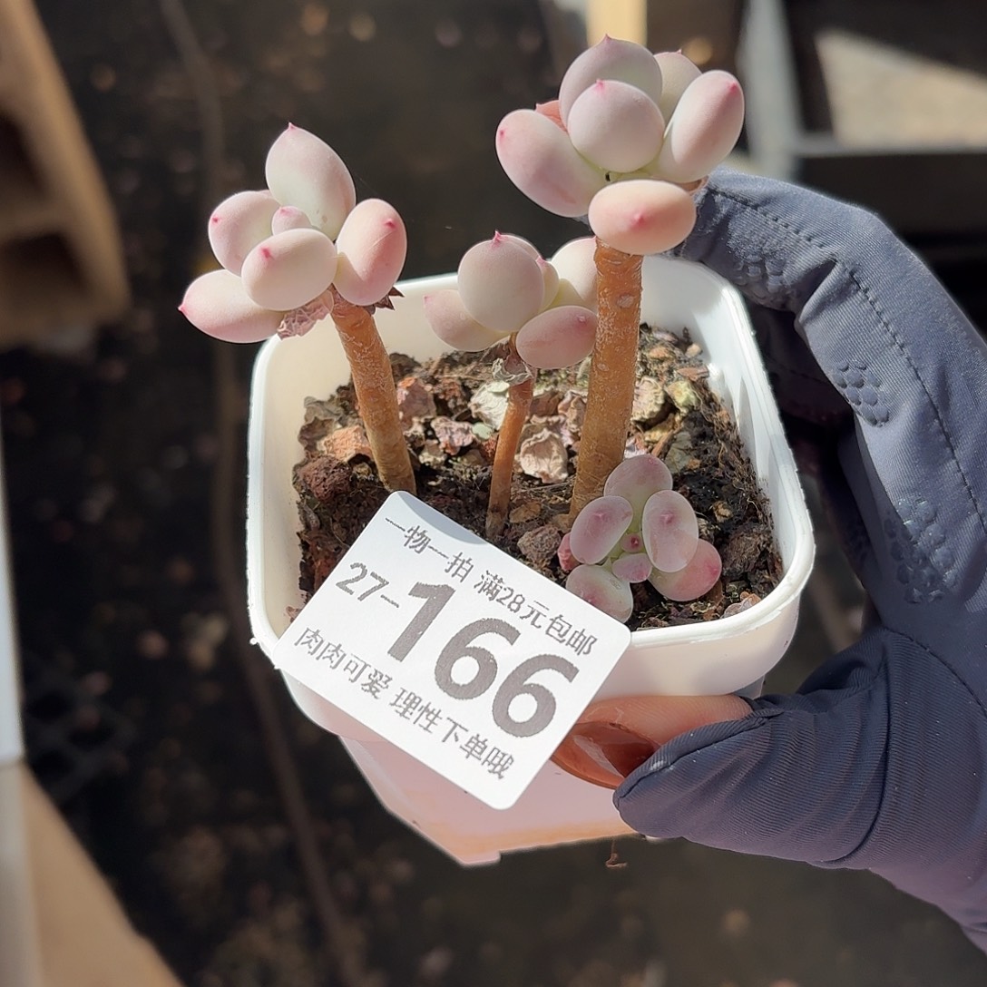 苹果奶无盆土发货无盆