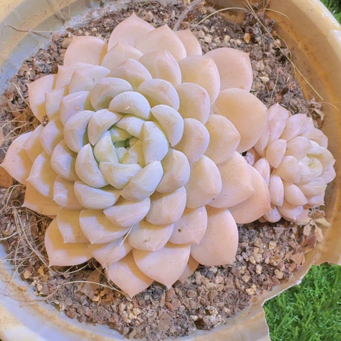 南*"白雪多肉一物一拍