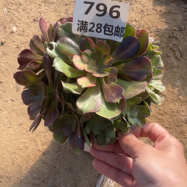 796二号棚七彩多肉植物A