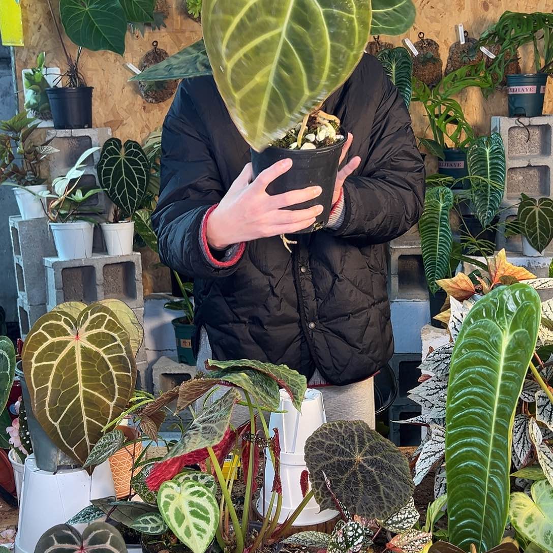 完全开放B03老桩花烛