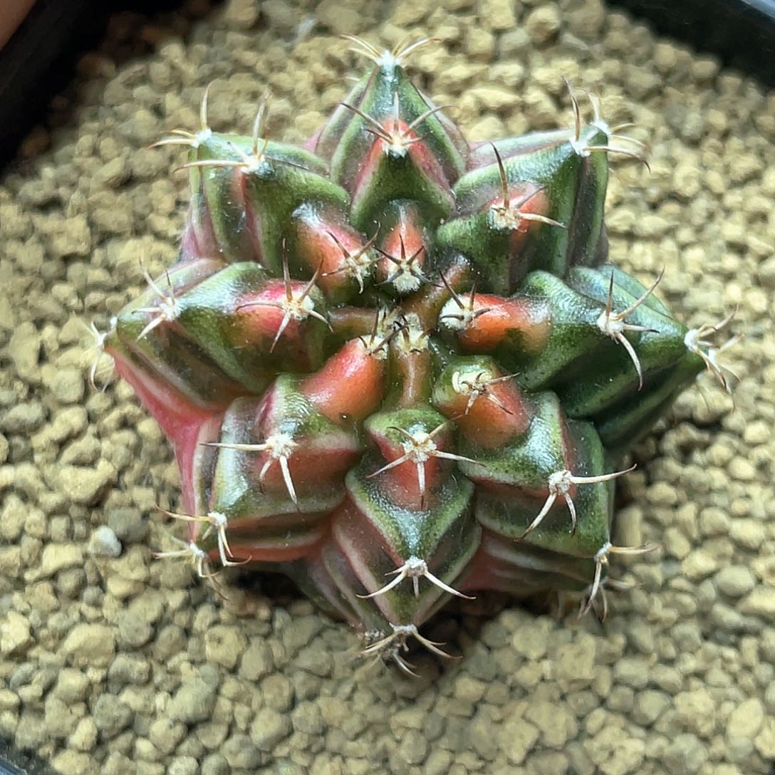 实生根系，梦想米哈锦