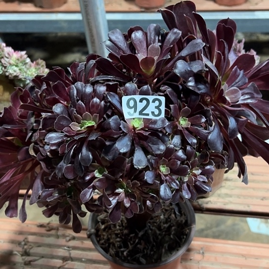 用***君多肉植物一个欧子923