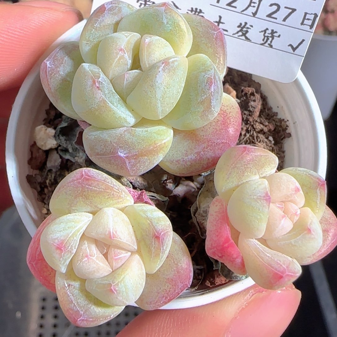 多肉1227-93冰玉三头