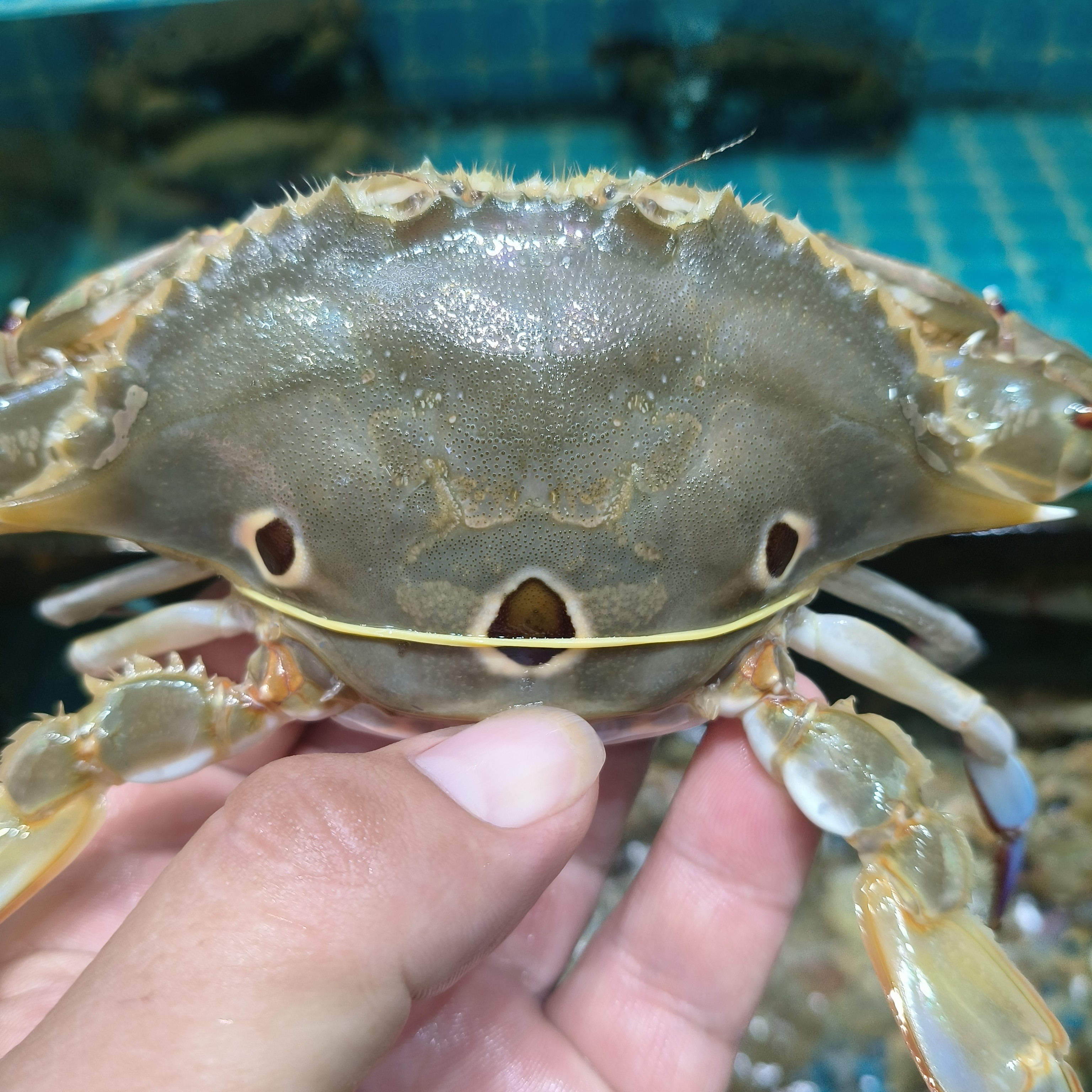 野生本港三点蟹（1斤）