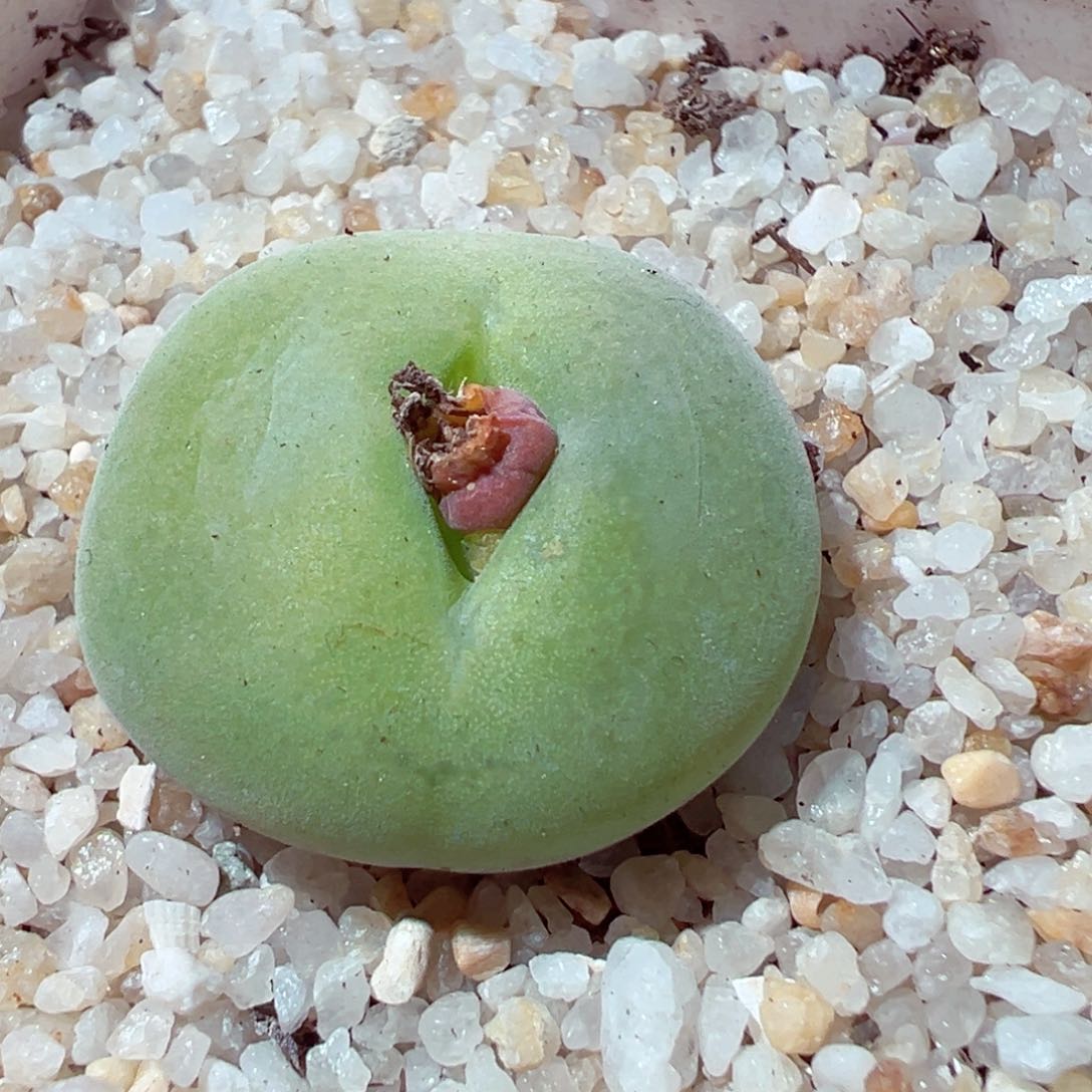 305-463多肉翠光玉