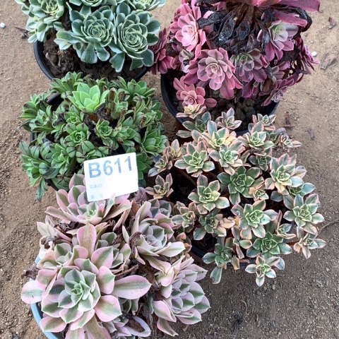 611五颗法师多肉植物