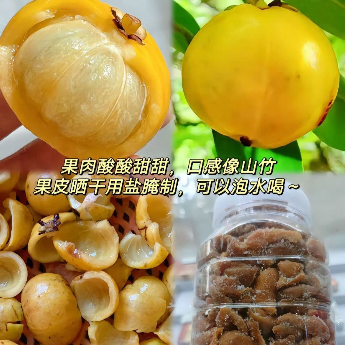 一物一拍 岭南黄金山竹果树苗物带土带叶发货