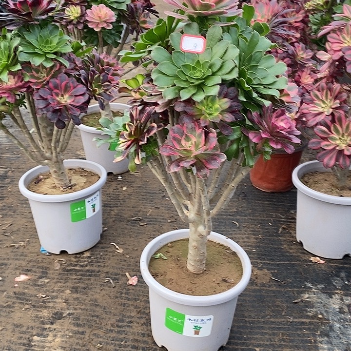 9，嫁接多肉法师多肉法师