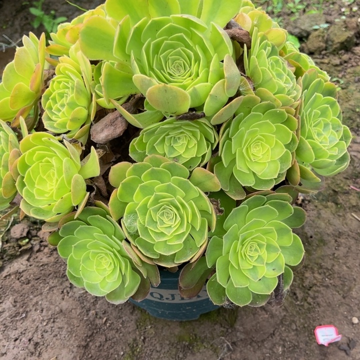 292雨荷多肉植物法师