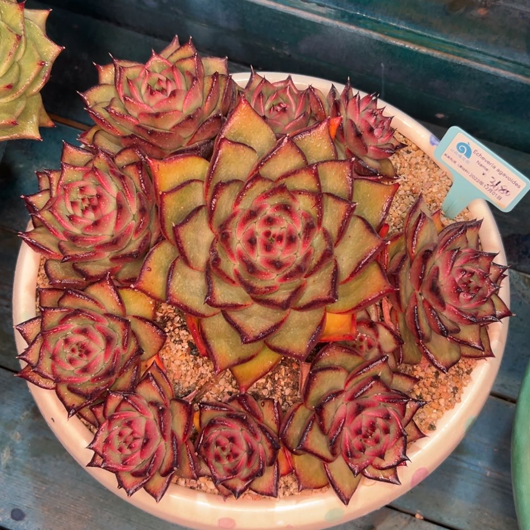 多肉一物一拍0307-2980