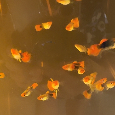 铁***子海水鱼深海蓝贵族一缸