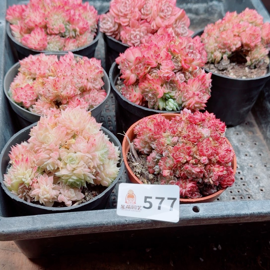 泡***x多肉植物多肉植物