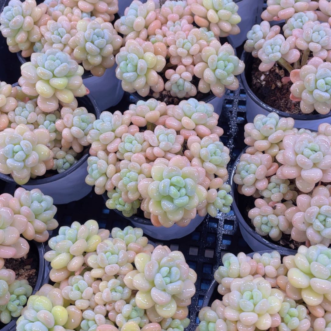 量拍12号 老桩捧花洛可可大群一个