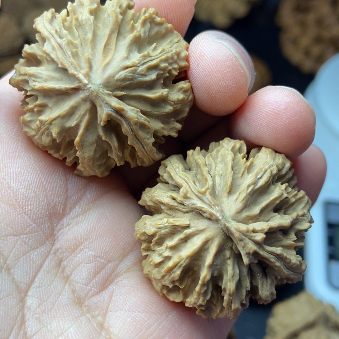 秦岭核桃霸王龙八棱19号链接1919