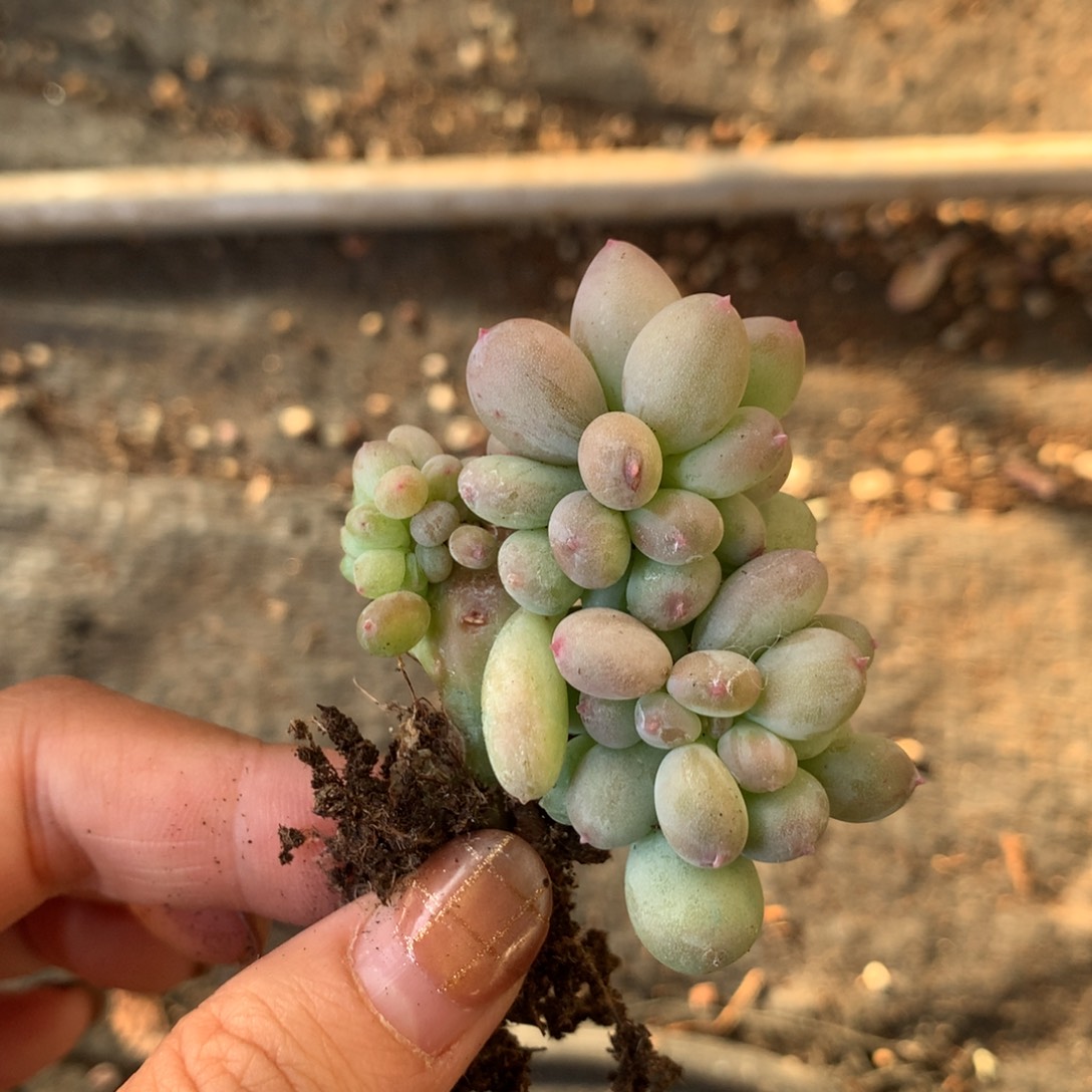 板子 不凑满28元发一片叶 不售后 到付