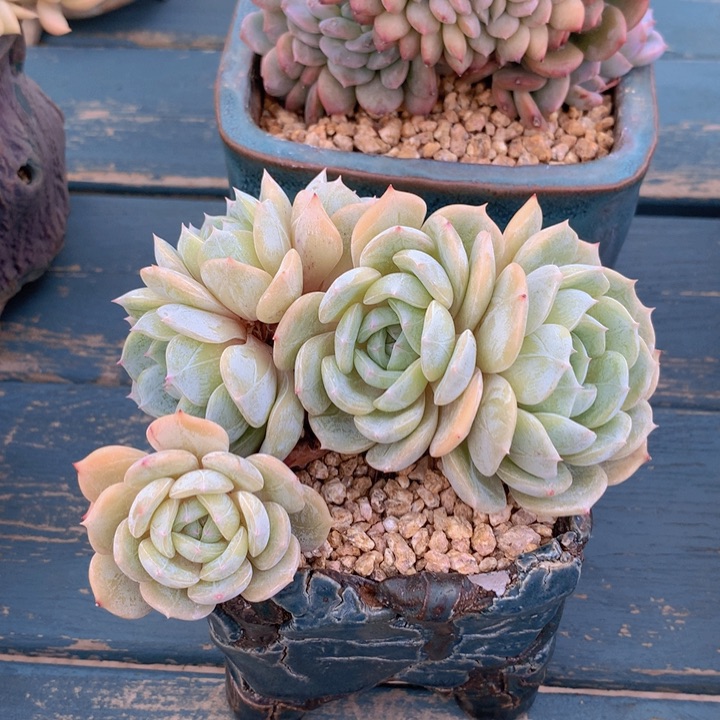 劳林朵朵自然群无砍