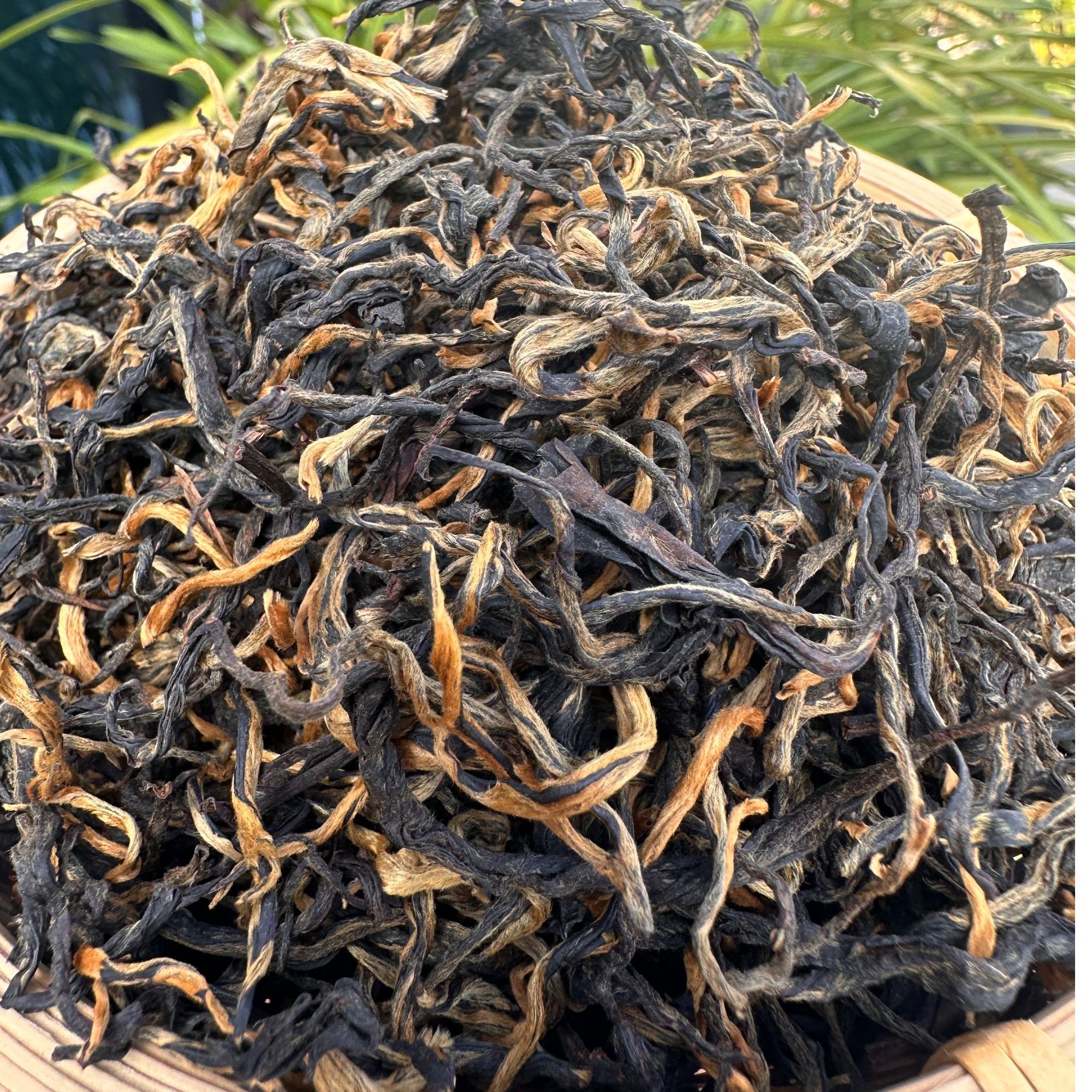 【海龙】2025年古树烤红红茶250g