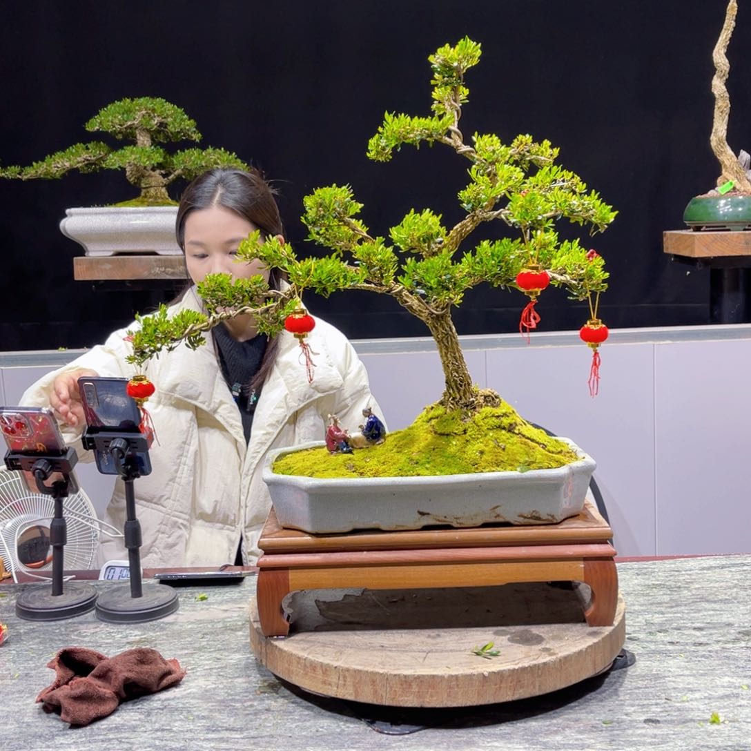 四季常青老桩黄杨盆景