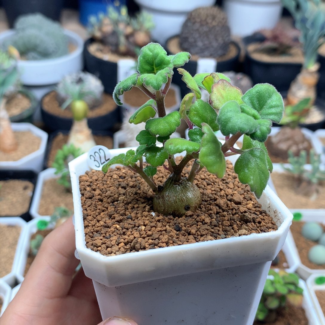 爱氏延命草多肉带盆