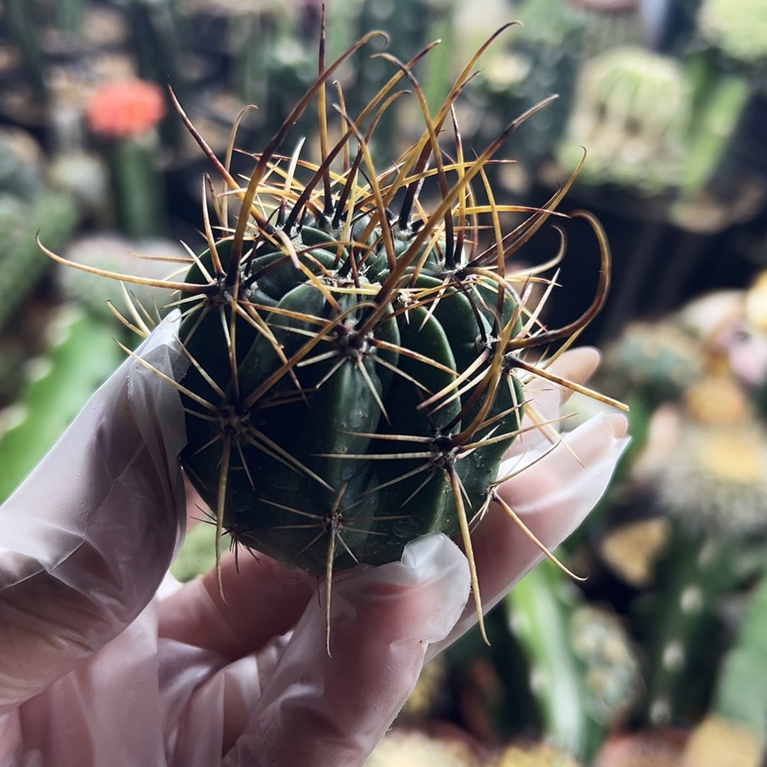 狂风仙人球111111111