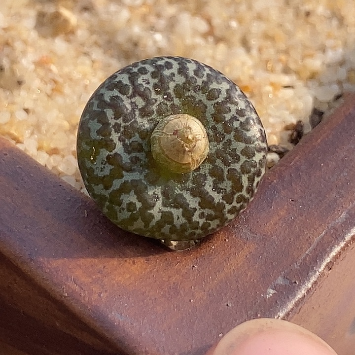 李*9529一颗安贞黑窗    