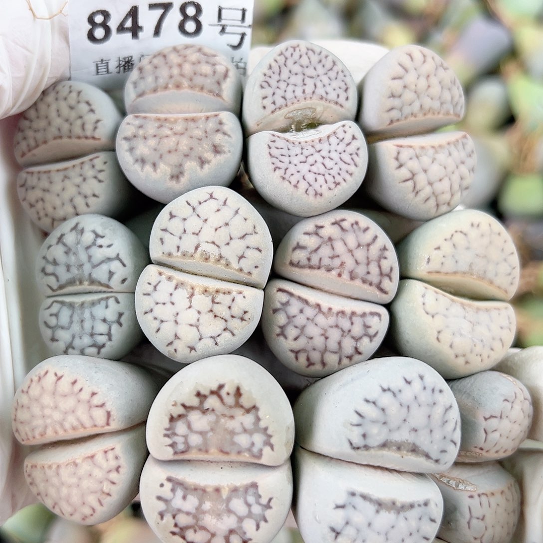 8478 好养易活生石花大母本12个2.5-3cm