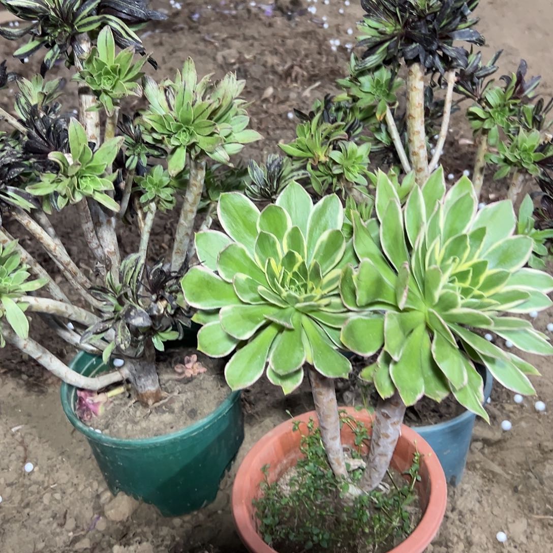 静***6多384肉植物组合3个系列