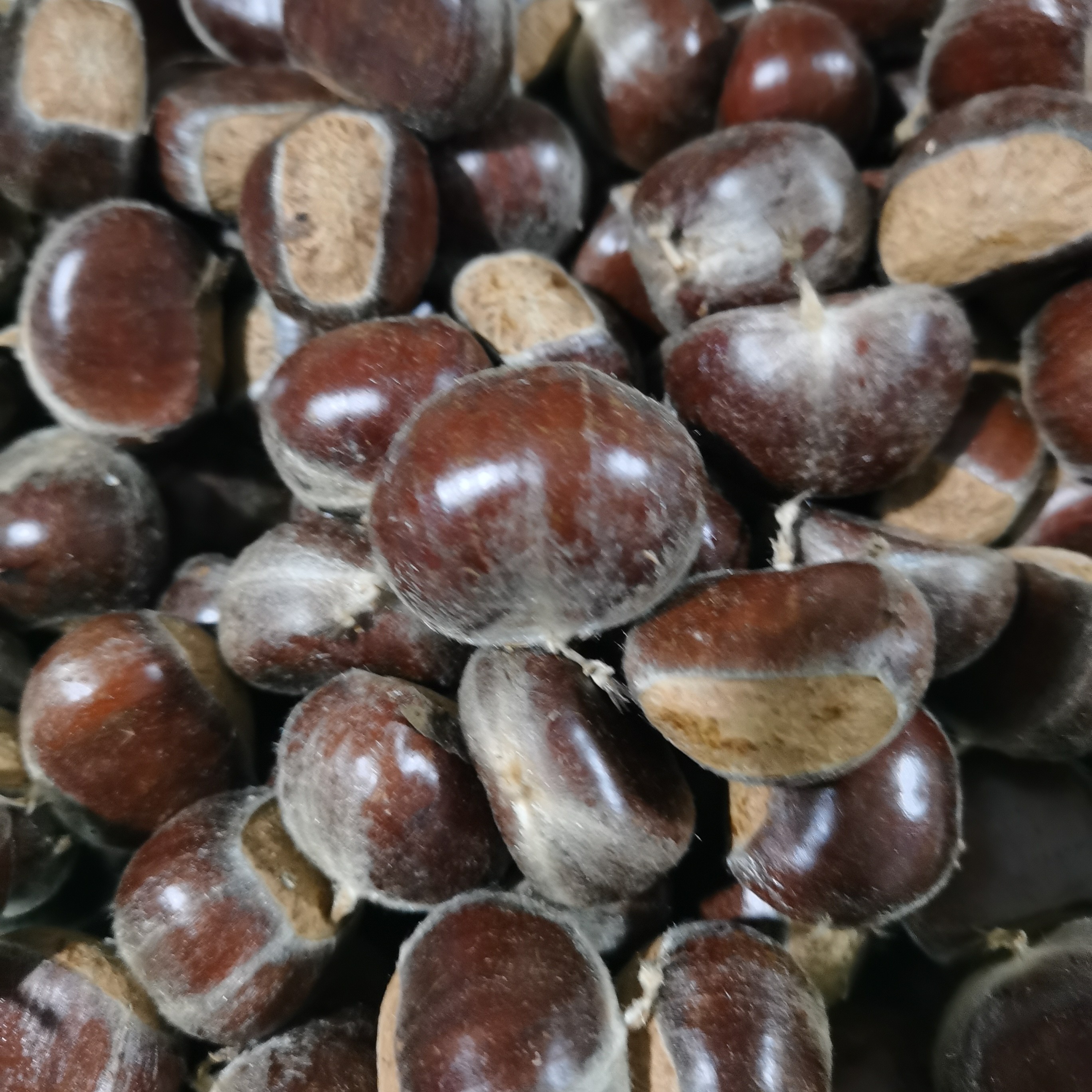 迁西上百年老树晚栗子主产矿区中大粒