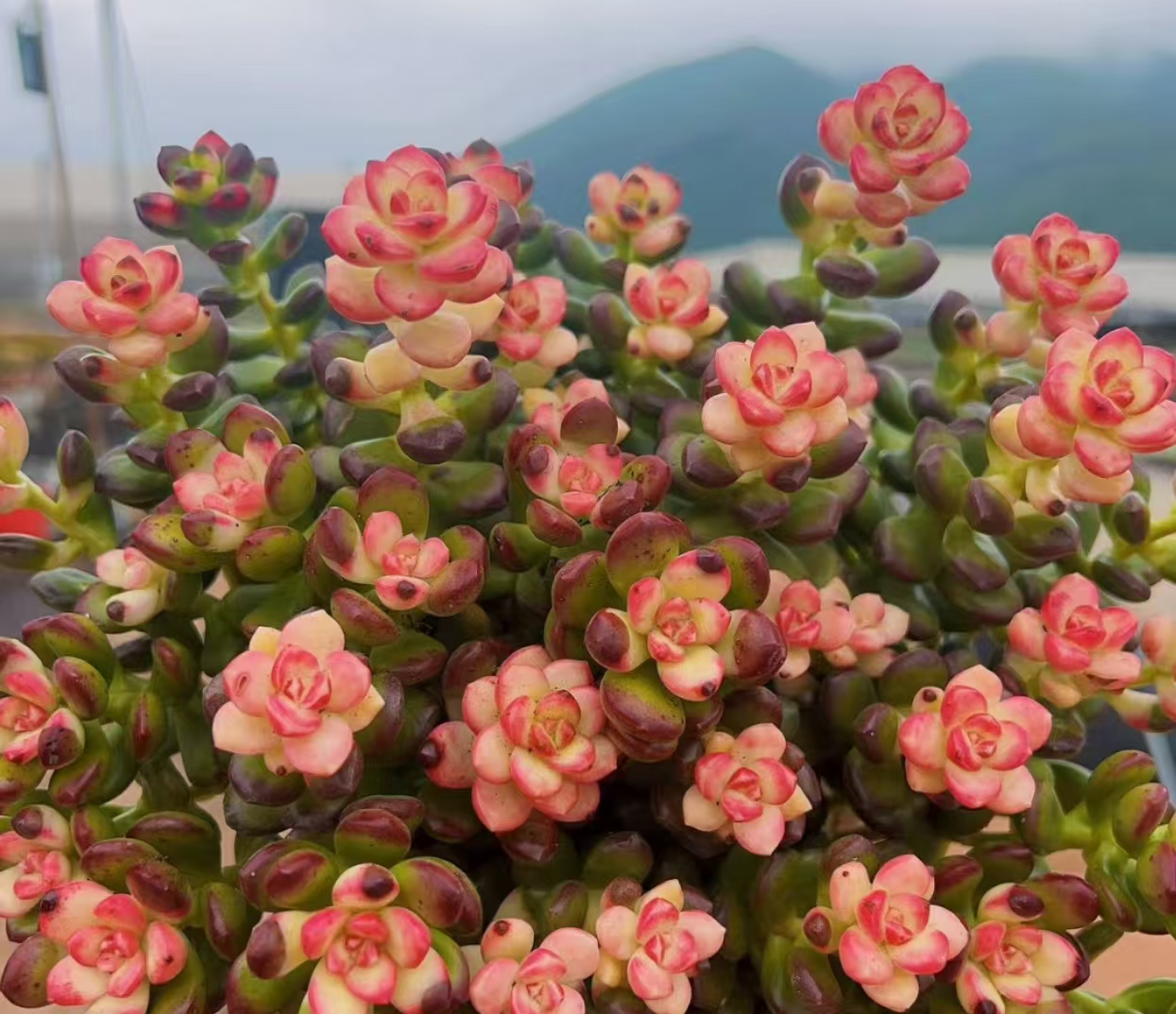 XS 彩虹胭脂豆拍一发三  新手好养带盆栽好美观多肉植物秋季