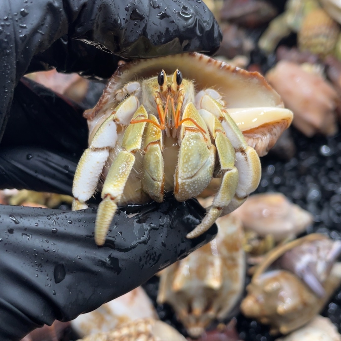 柠檬黄绿超干净2.3虎纹