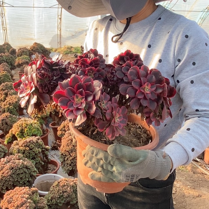 冯*程美杜莎缀化743