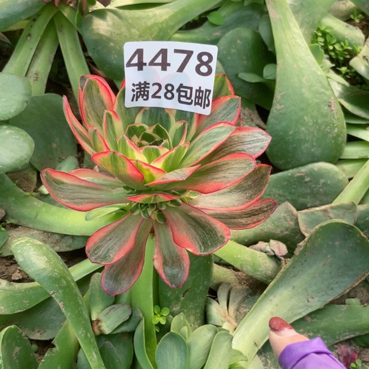 M**光4478三号棚嫁接纳福R