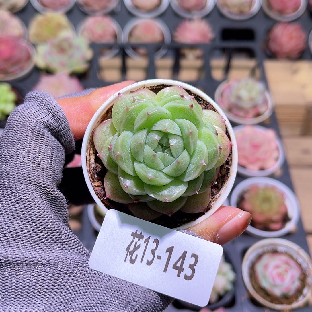 花13-143麦秆单头