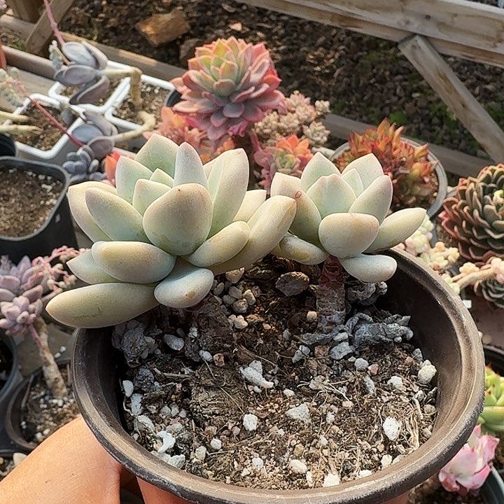 .****多肉植物满20包邮