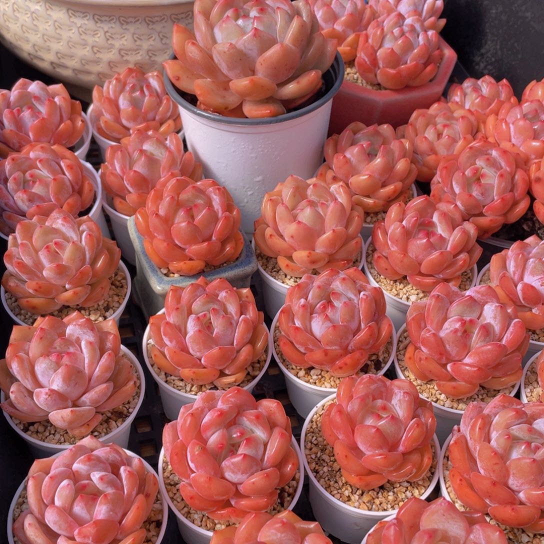 量拍66号 果冻韩版仙女橙单头5个