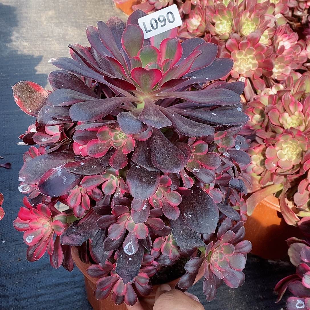 090丽娜阴阳不是老桩6666