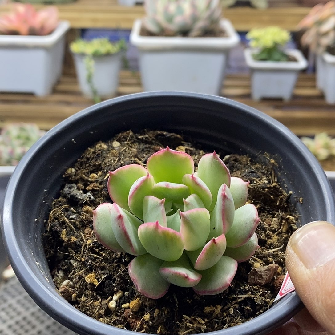 2082 般若锦多肉