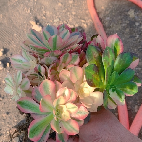 672粉女巫多肉植物