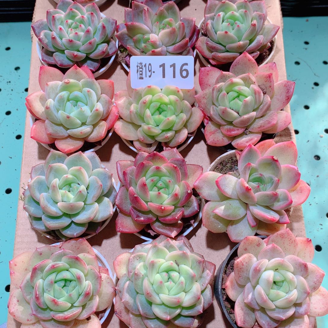 19-116一物一拍多肉带盆18颗