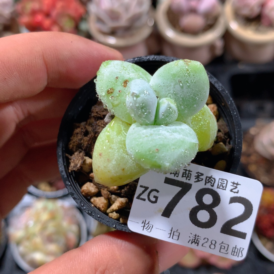 5CM拇指盆精控多肉ZG782