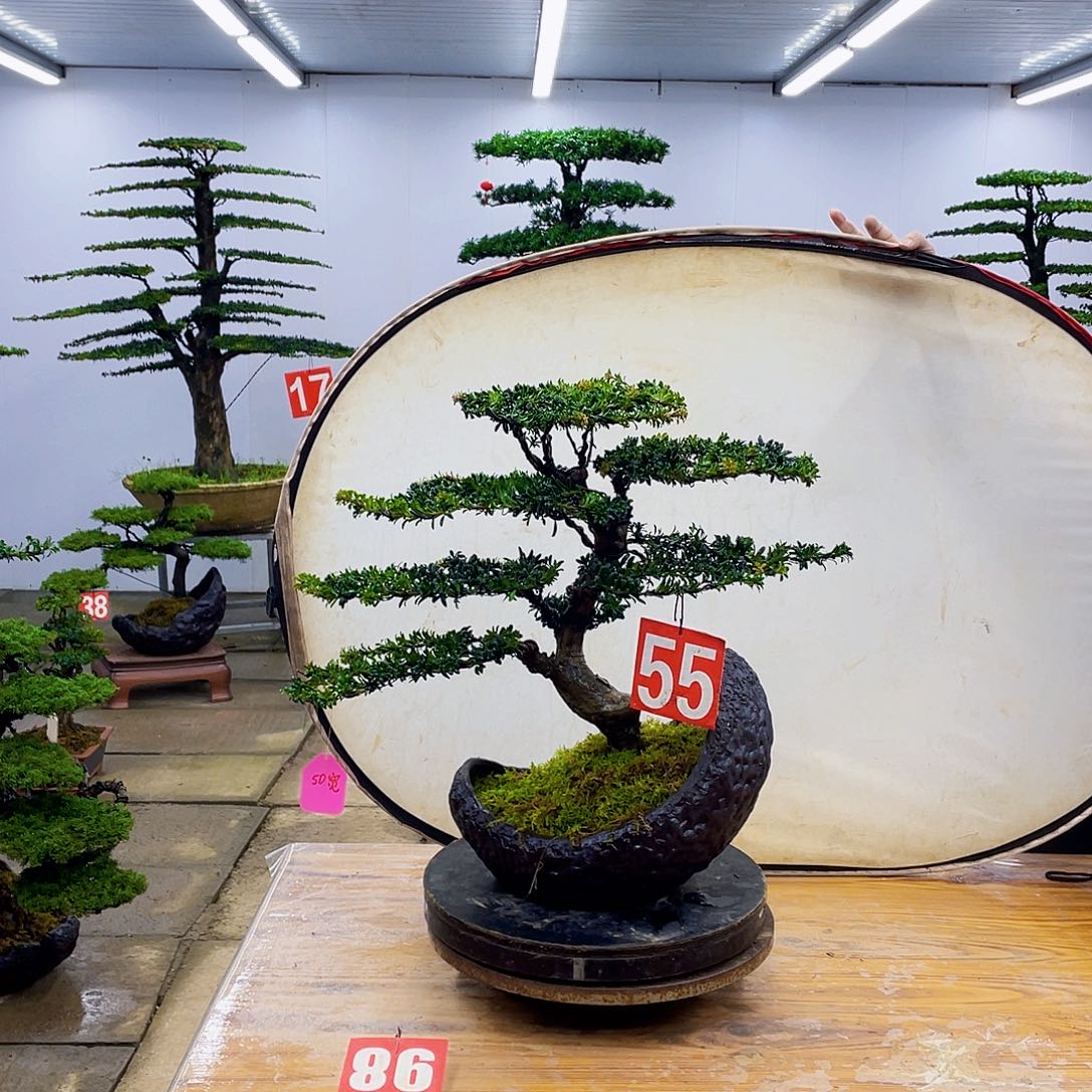 无花朵盆景直播间一物一拍