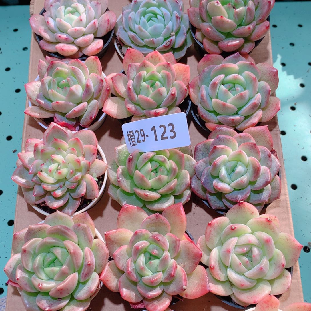 29-123一物一拍多肉带盆18颗