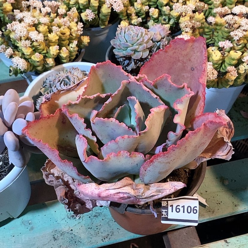 【闪购商品】多肉蓝色妖姬16106