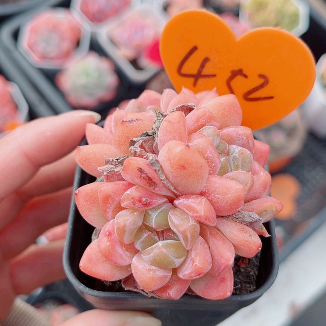 452号小老桩糖心群