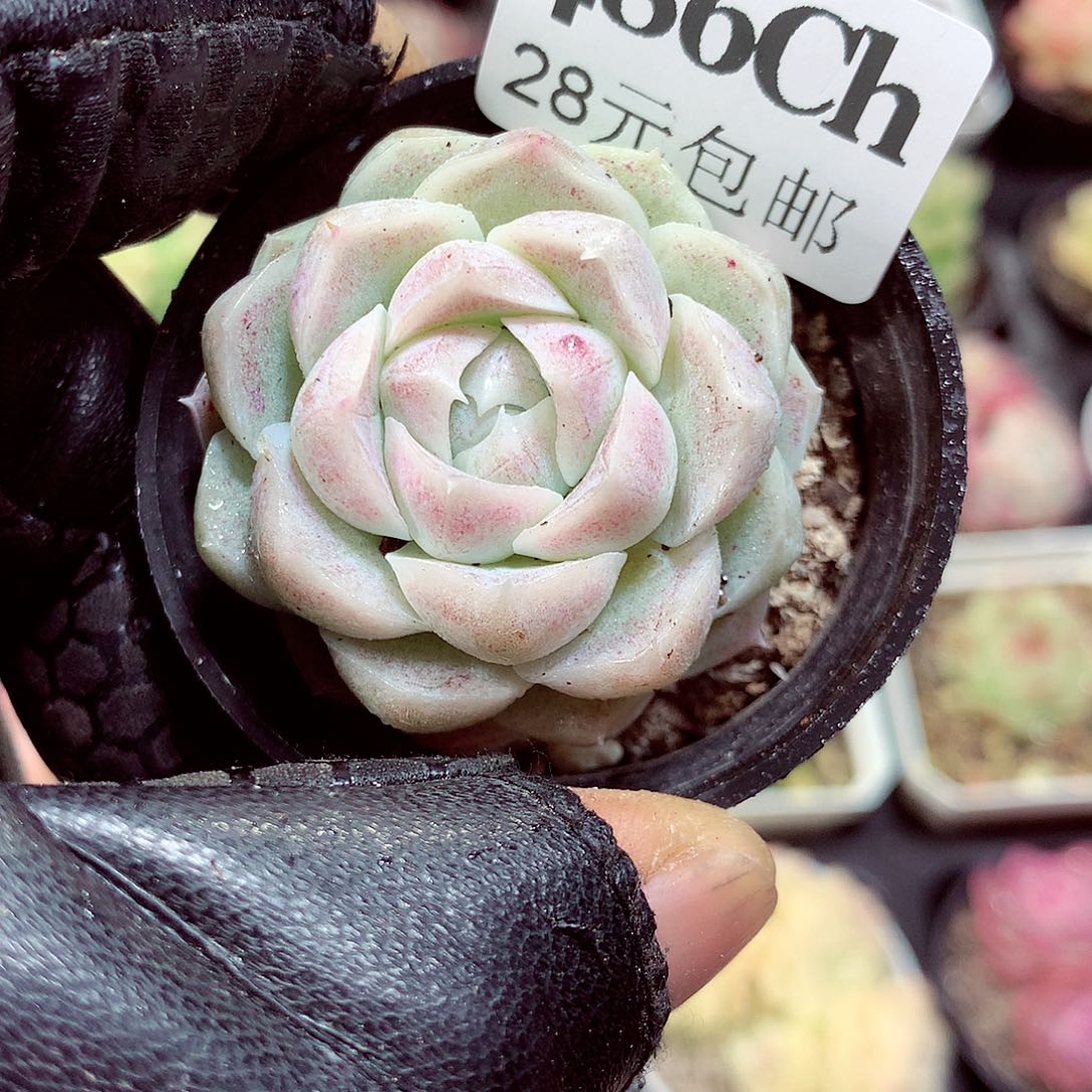 5厘米盆精控多肉486