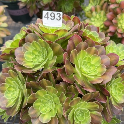 493韶华中班25厘米左右