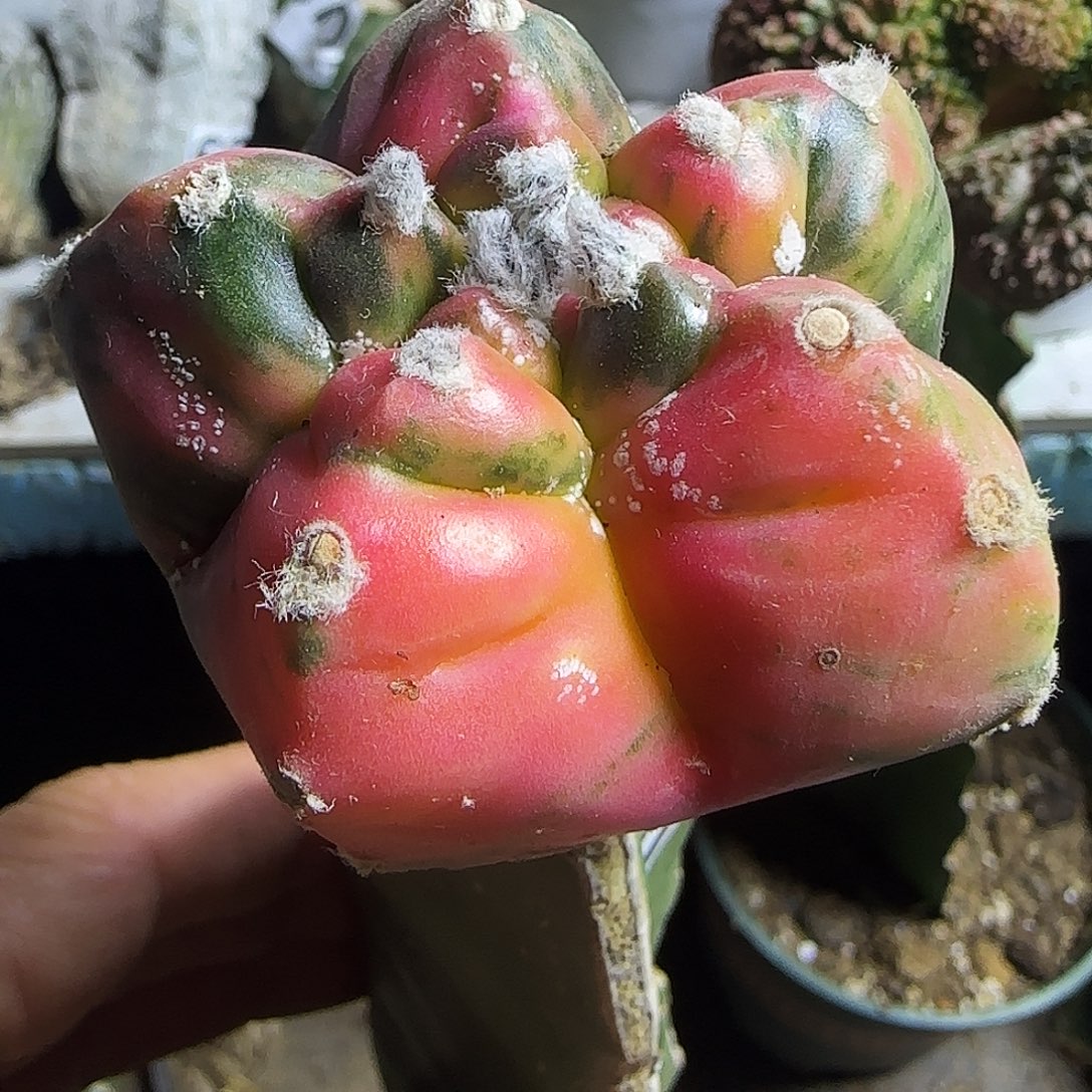 龟甲鸾锦510仙人球开花