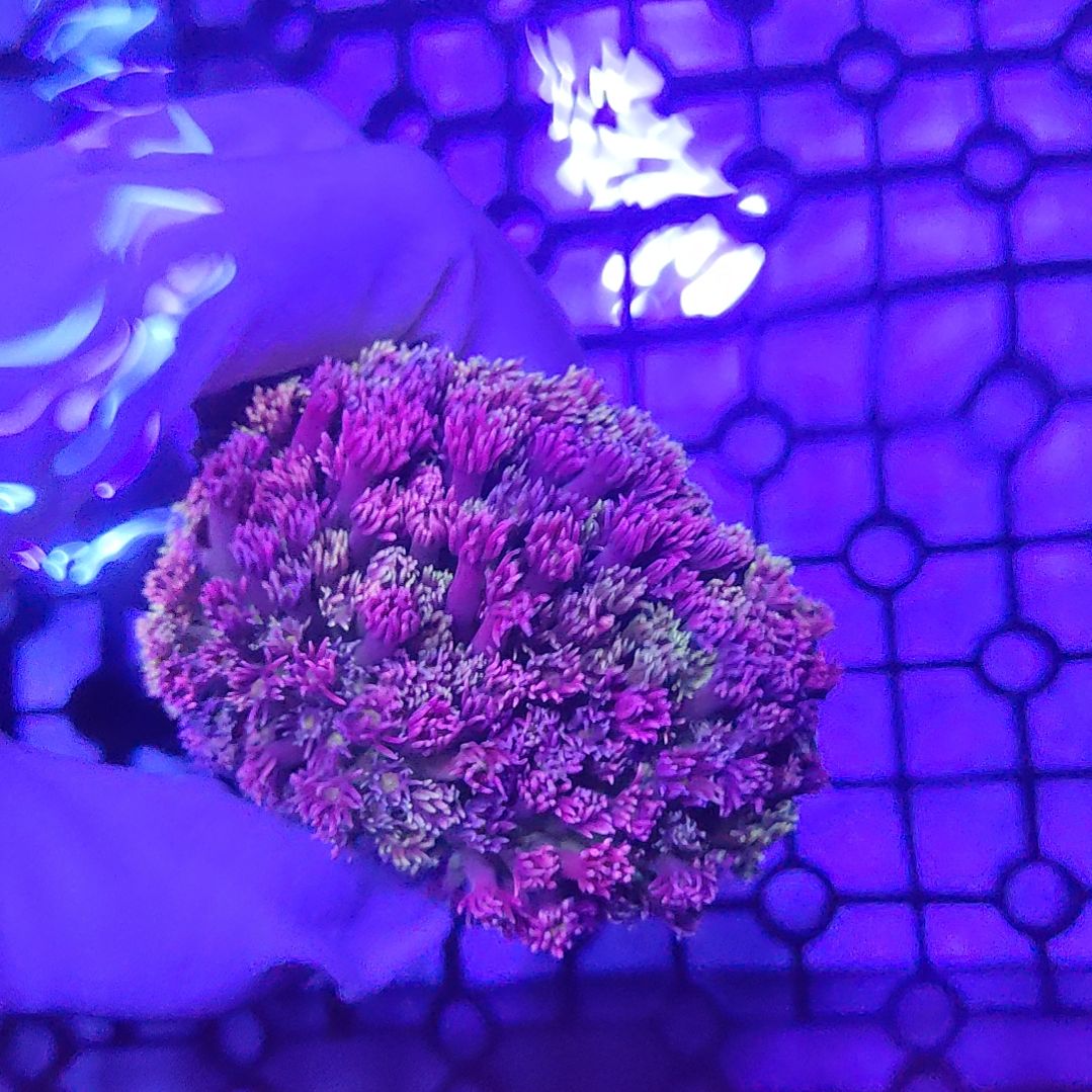 纽扣珊瑚自选单包母体